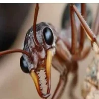 ANTS